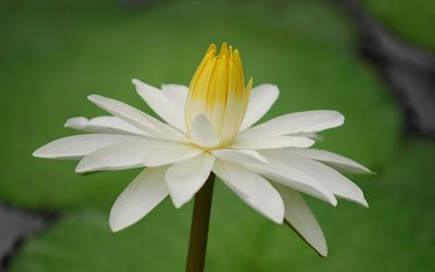 Kurz meditace — Po 10. března, od 18 hod